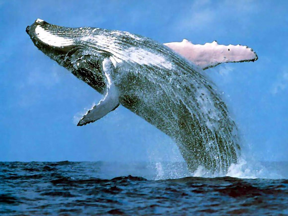 Blue Whale jumping in the water. 