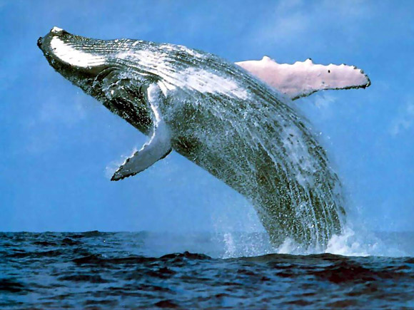 Blue Whale jumping in the water.