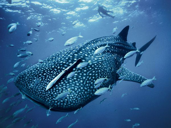 Blue whale shark