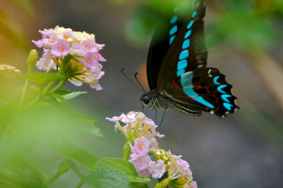 Blue Morpho Butterly on a flower gathering nector
