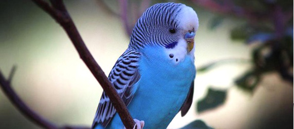 Blue Parakeet is a bird that can learn to talk. 