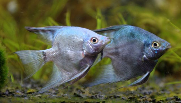 Cobalt Blue Angel tropical fish. 