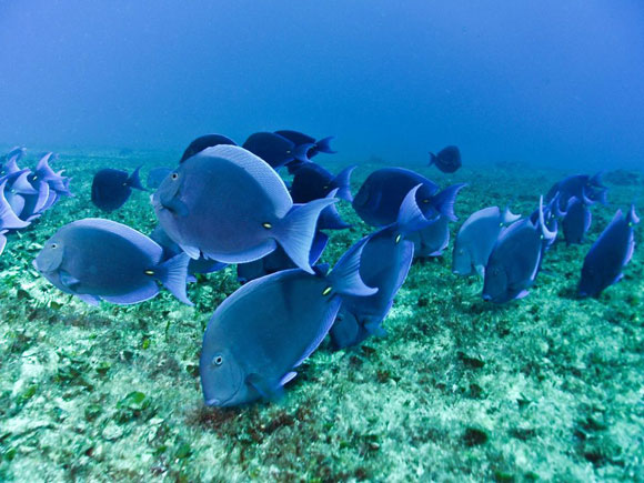 Blue Tang in Aquarium.