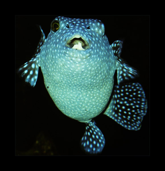 Underwater Blue Blowfish. 