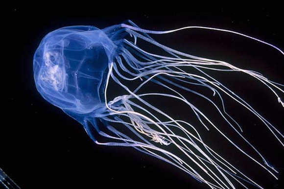 Blue Jellyfish in the Ocean.