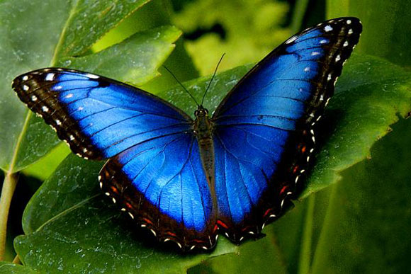 Blue Butterfly Morpho