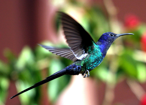 swallow tailed humming bird