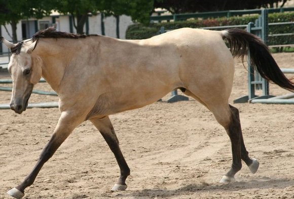 Un tiro multa de un buen caballo