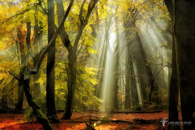 Crepuscular Rays Through Yellow Leaves by Lars Van De Goor