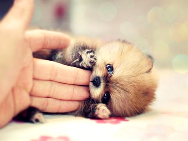 cute little puppy