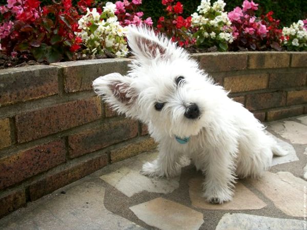 cute white puppy