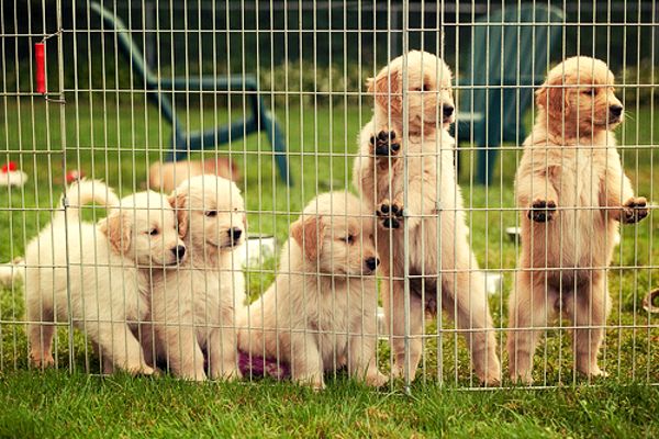encaged puppies