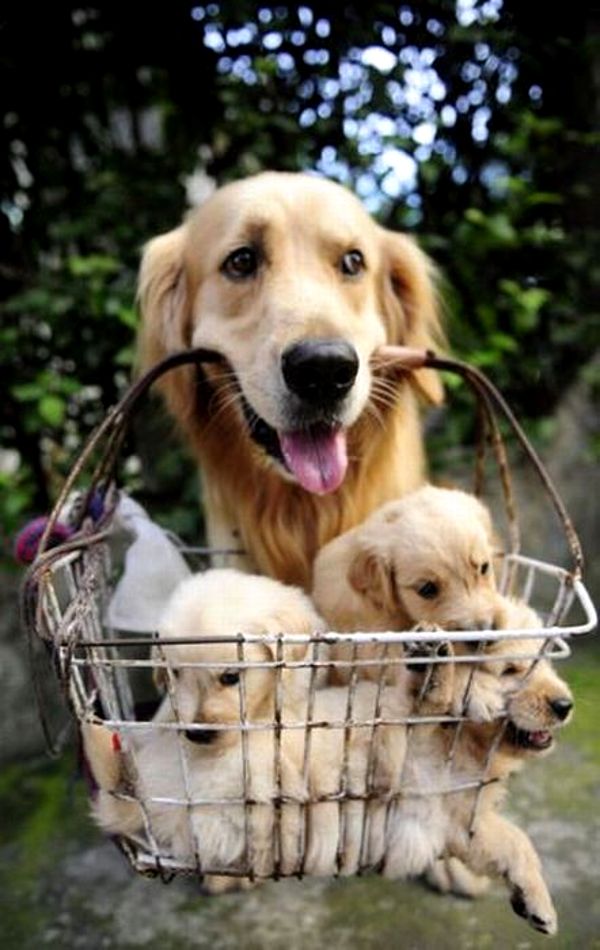 cutest puppy pictures and pet photography tips word resume templates 2015