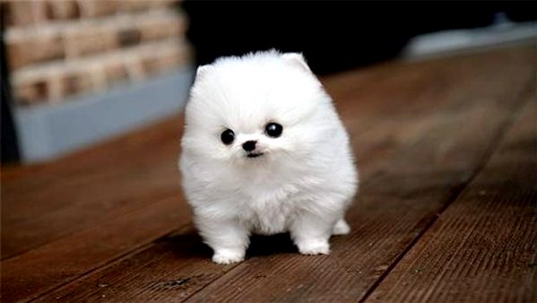 cute white little puppy
