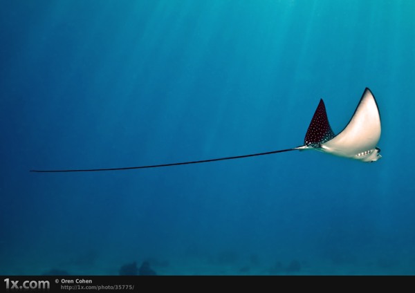 Fish Pictures - A Fascinating Collection