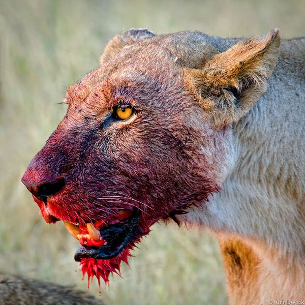 amazing killing lions photgraphy pictures 