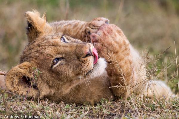lions licking his lips photography 