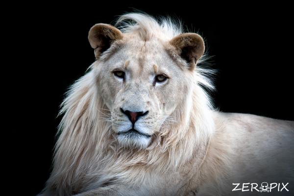 white lions cubes photography 