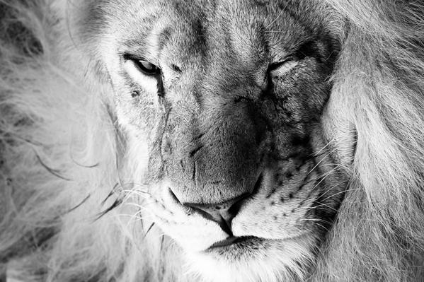 dangerous lions photography 