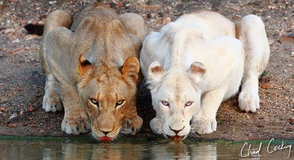 white lions with brown lions photography collections 