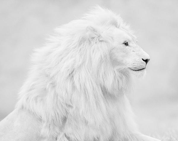 white lions photography collections 
