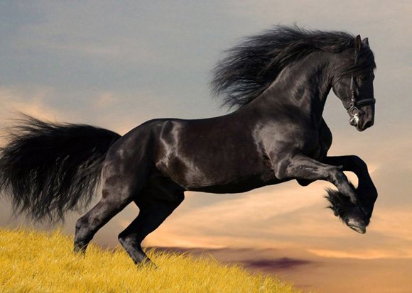cute-and-amazing-black-horse.jpg